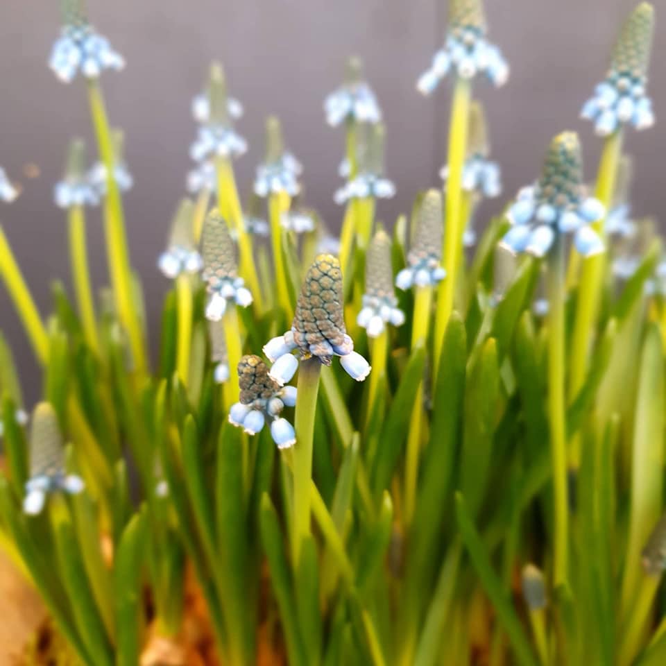 blomsterløk fra gartneriet